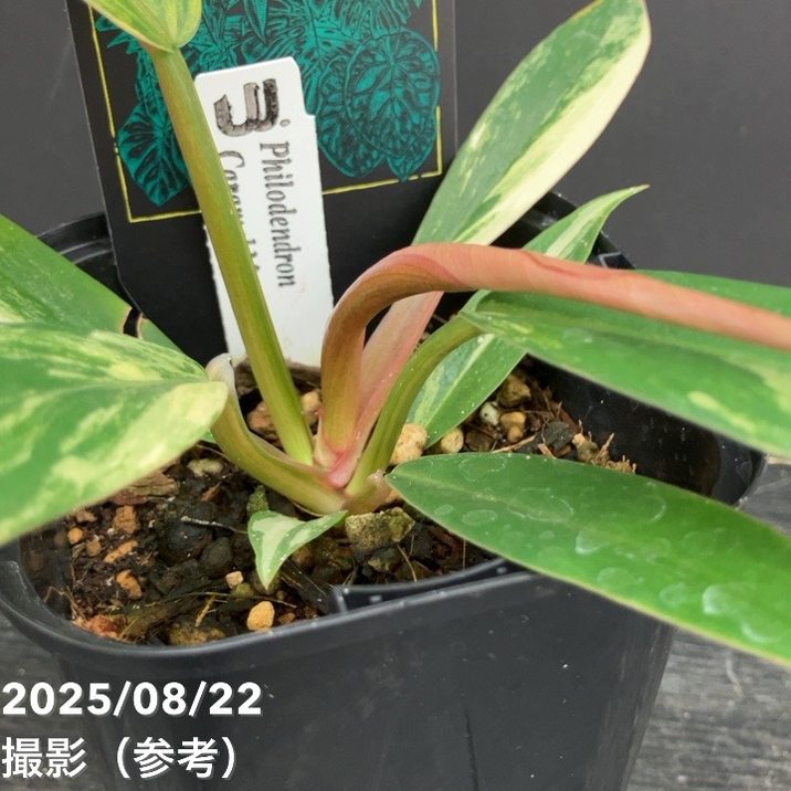 現品お届け】フィロデンドロン キャラメルマーブル 3.5号（2）｜観葉10