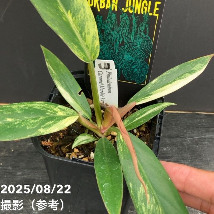 現品お届け】フィロデンドロン キャラメルマーブル 3.5号（2）｜観葉10