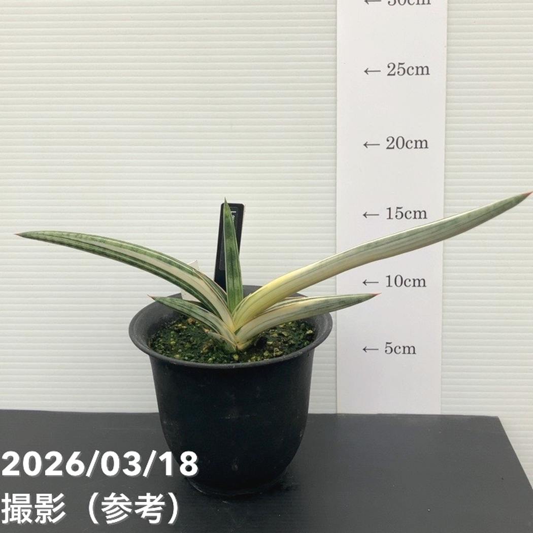 現品お届け】サンスベリア 4号 Lav.1970 斑入り（ラブラノス1970斑入り