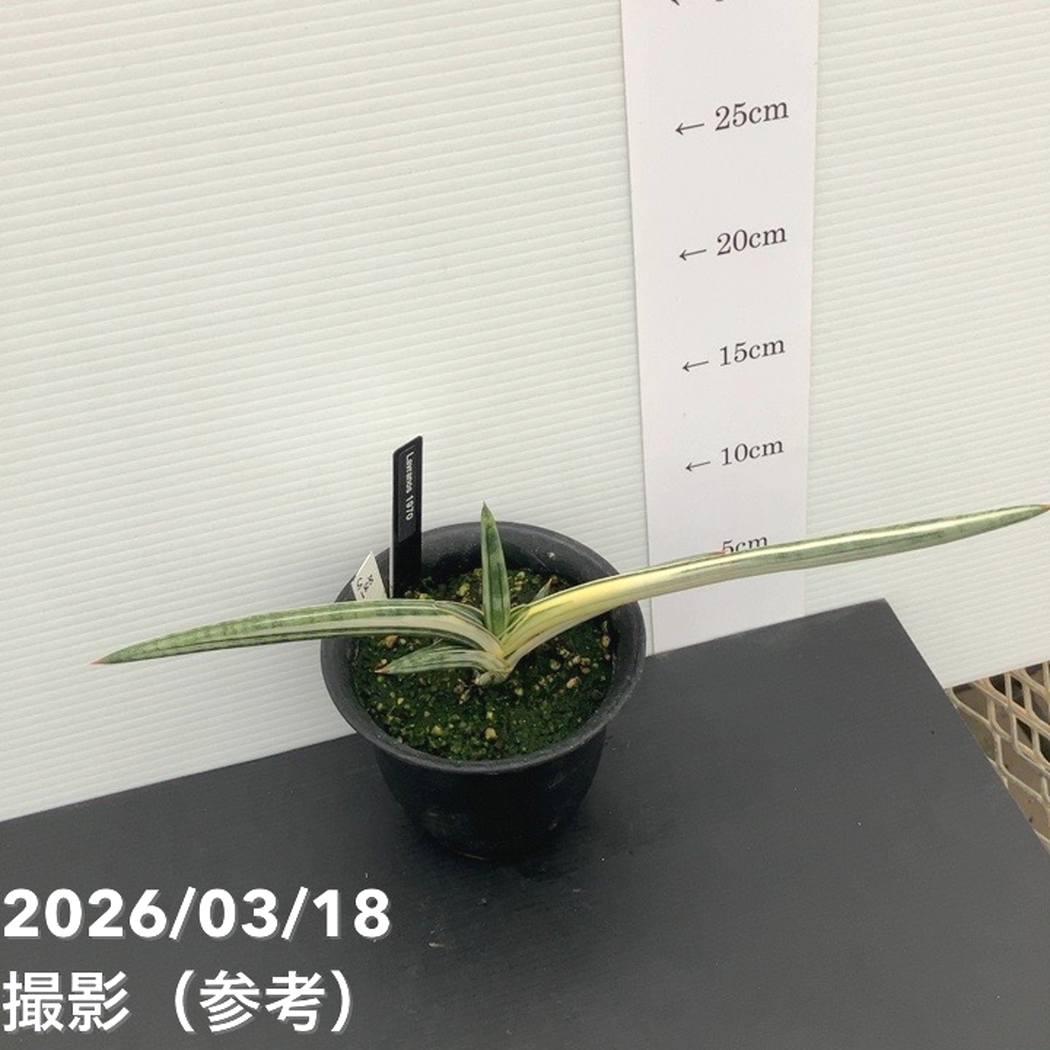 現品お届け】サンスベリア 4号 Lav.1970 斑入り（ラブラノス1970斑入り