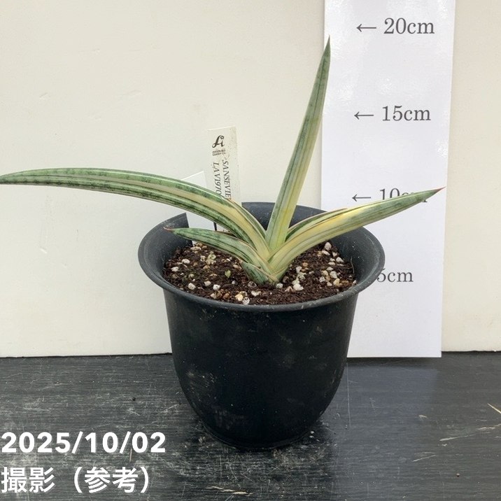 現品お届け】サンスベリア 4号 Lav.1970 斑入り（ラブラノス1970斑入り