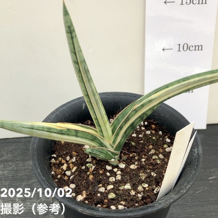 サンスベリア ラブラノス1970 斑入り サンスベリア ラブラノス（Lav.1970）斑入り / 美しすぎる緑と白と朱の