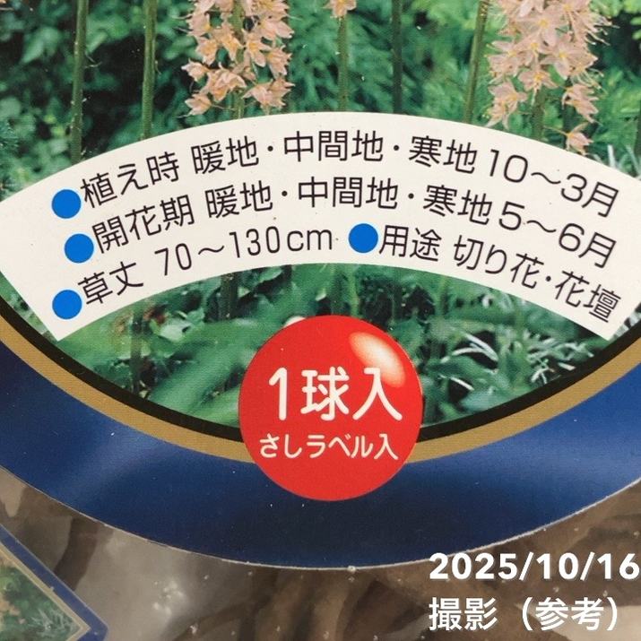 エルムレス オレンジピンク 1球入り×2袋セット|球根04-PA