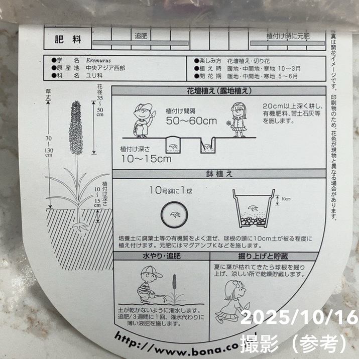 エルムレス オレンジピンク 1球入り×2袋セット|球根04-PA