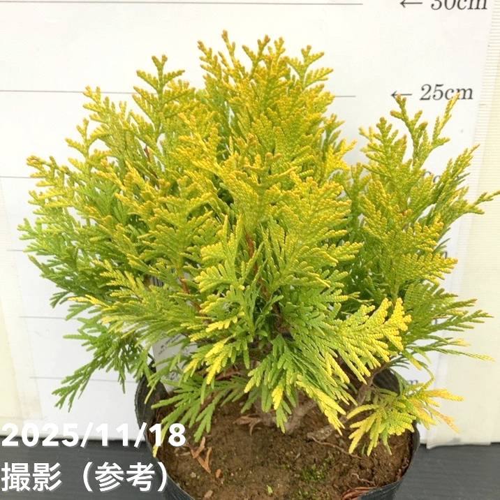 コニファー ゴールデングローブ 5号｜花木10-TU | 花木・庭木,[垣根