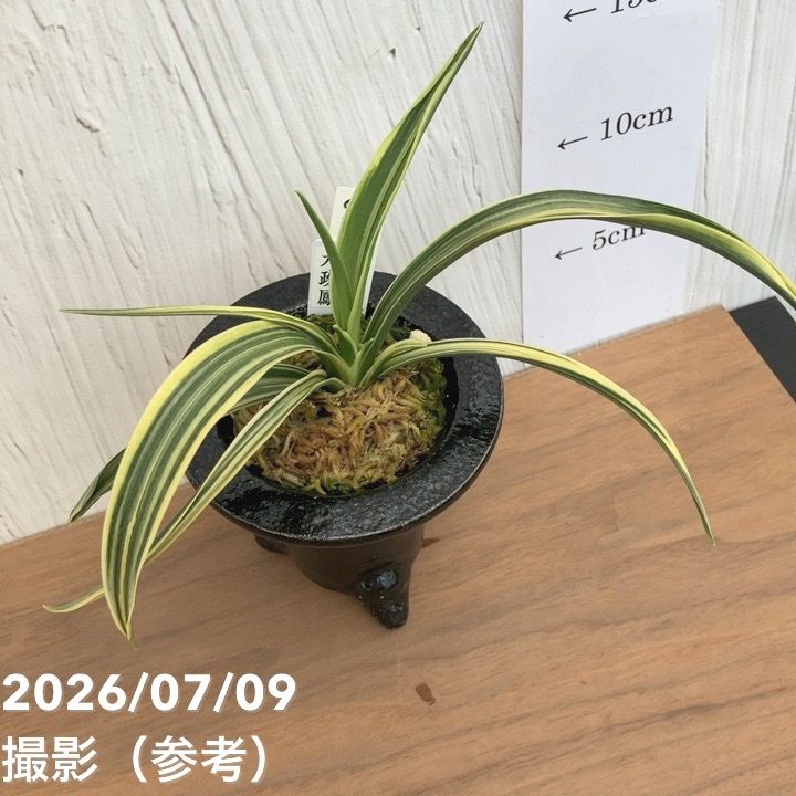 現品お届け】豊明園 万年青 オモト 大政鳳 陶器鉢（O28）｜観葉10-TU