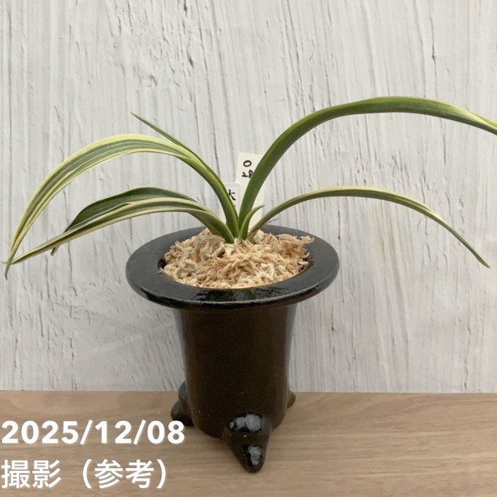 現品お届け】豊明園 万年青 オモト 大政鳳 陶器鉢（O28）｜観葉10-TU