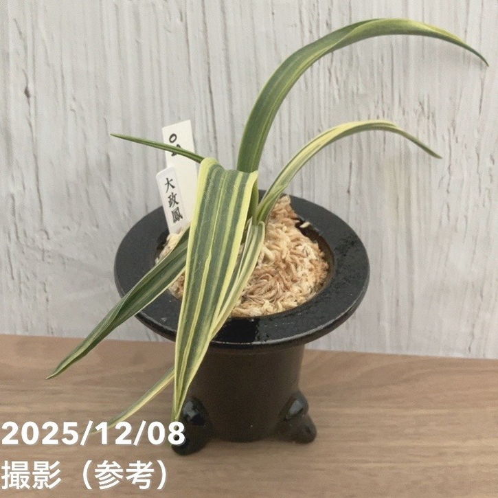 現品お届け】豊明園 万年青 オモト 大政鳳 陶器鉢（O28）｜観葉10-TU