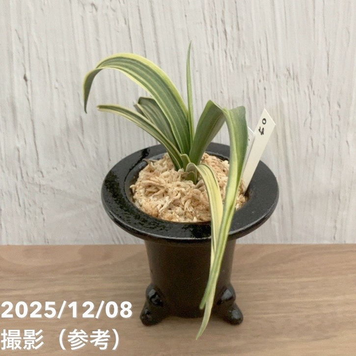 現品お届け】豊明園 万年青 オモト 大政鳳 陶器鉢（O28）｜観葉10-TU