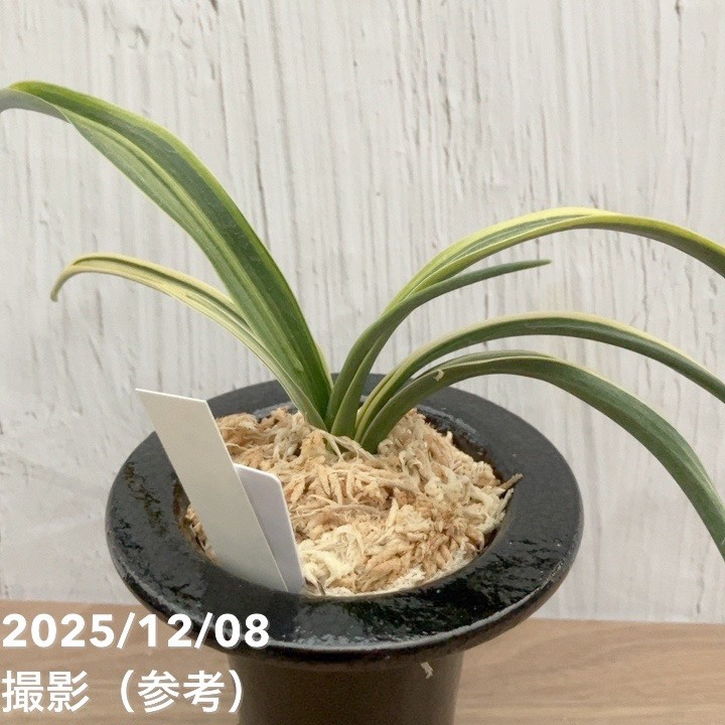 決算P5倍！10%OFF！8/2まで】【現品お届け】豊明園 万年青 オモト 大政