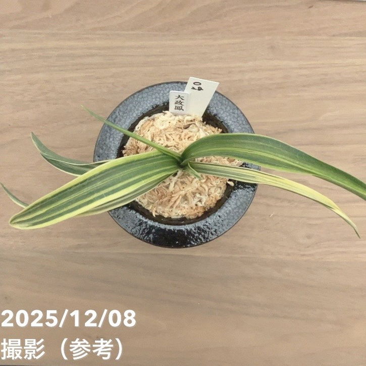 現品お届け】豊明園 万年青 オモト 大政鳳 陶器鉢（O28）｜観葉10-TU