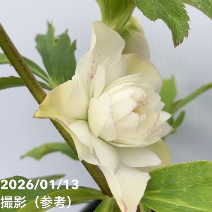 一点物】堀切園 クリスマスローズ ウィンターシンフォニー レフレール