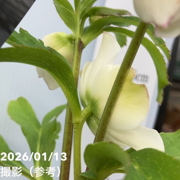 一点物】堀切園 クリスマスローズ ウィンターシンフォニー レフレール