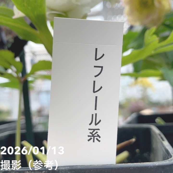 一点物】堀切園 クリスマスローズ ウィンターシンフォニー レフレール