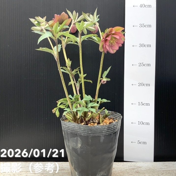 一点物】加藤農園 クリスマスローズ 4.5号（KT33）｜山野04-PA | 草花