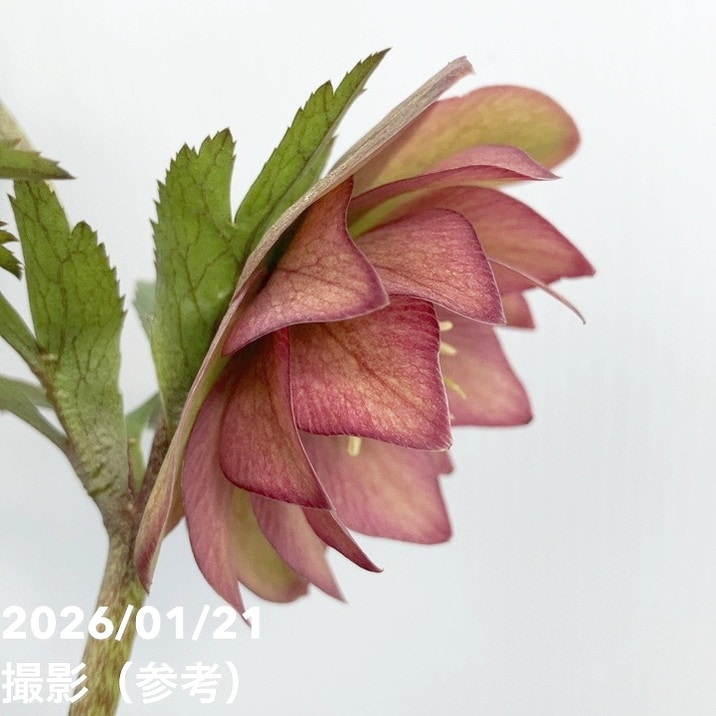 一点物】加藤農園 クリスマスローズ 4.5号（KT33）｜山野04-PA | 草花