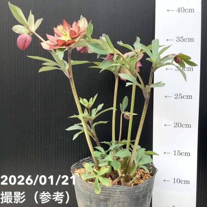 一点物】加藤農園 クリスマスローズ 4.5号（KT33）｜山野04-PA | 草花