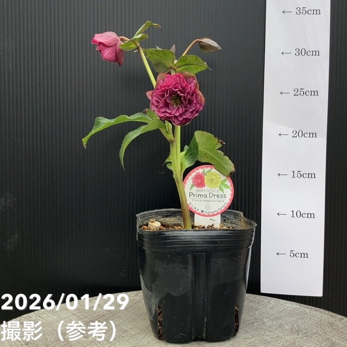 一点物】横山園芸 クリスマスローズ プリマドレス 4.5号（YK13）｜山野