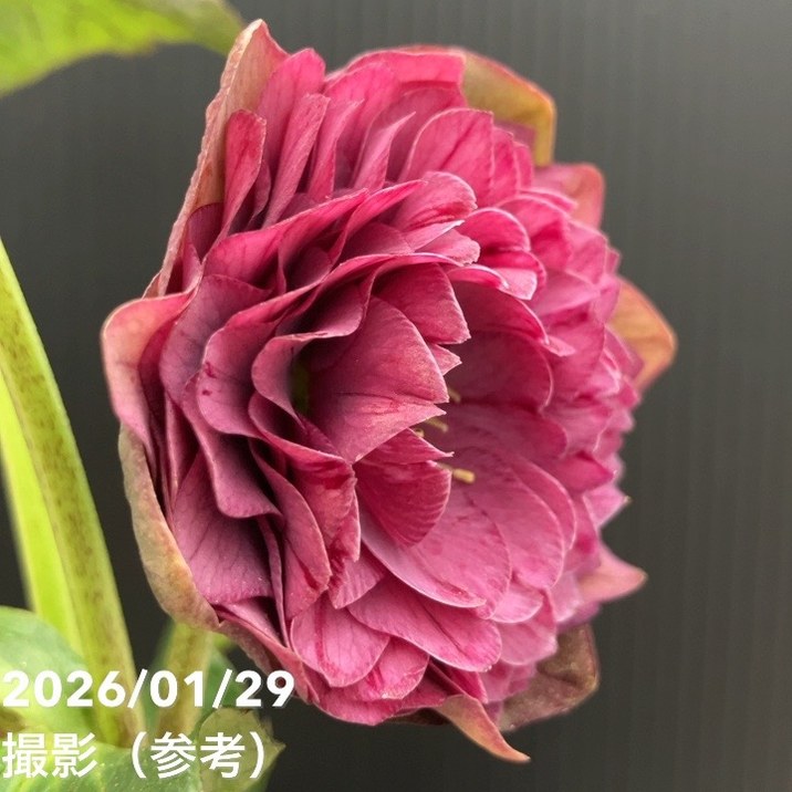 一点物】横山園芸 クリスマスローズ プリマドレス 4.5号（YK13）｜山野