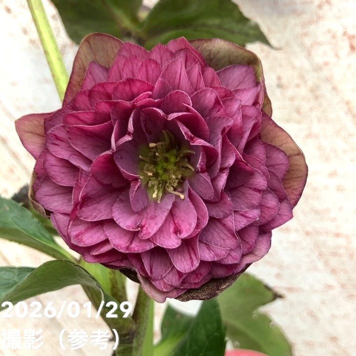 一点物】横山園芸 クリスマスローズ プリマドレス 4.5号（YK13）｜山野