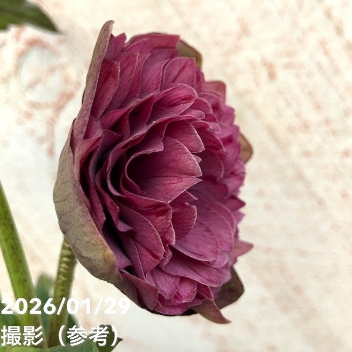 一点物】横山園芸 クリスマスローズ プリマドレス 4.5号（YK13）｜山野