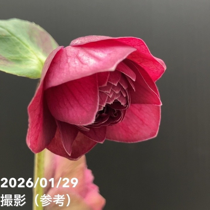 一点物】横山園芸 クリスマスローズ プリマドレス 4.5号（YK13）｜山野