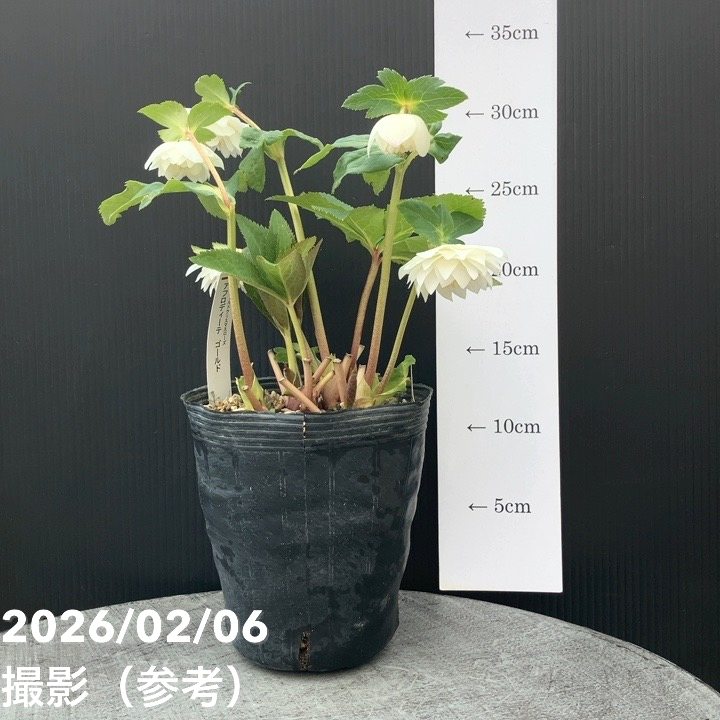 一点物】加藤農園 多弁ゴールドクリスマスローズ アフロディーテ