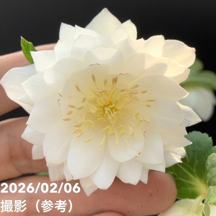 一点物】加藤農園 多弁ゴールドクリスマスローズ アフロディーテ