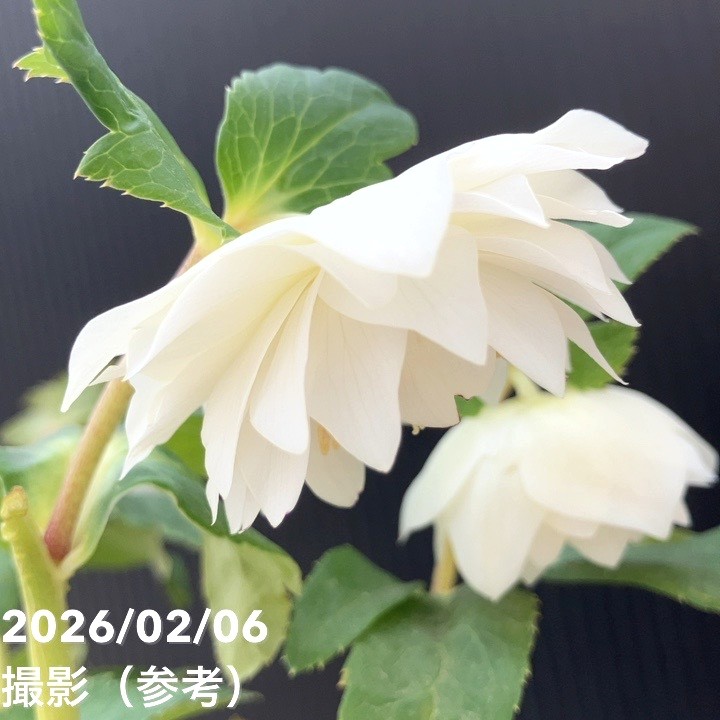 一点物】加藤農園 多弁ゴールドクリスマスローズ アフロディーテ