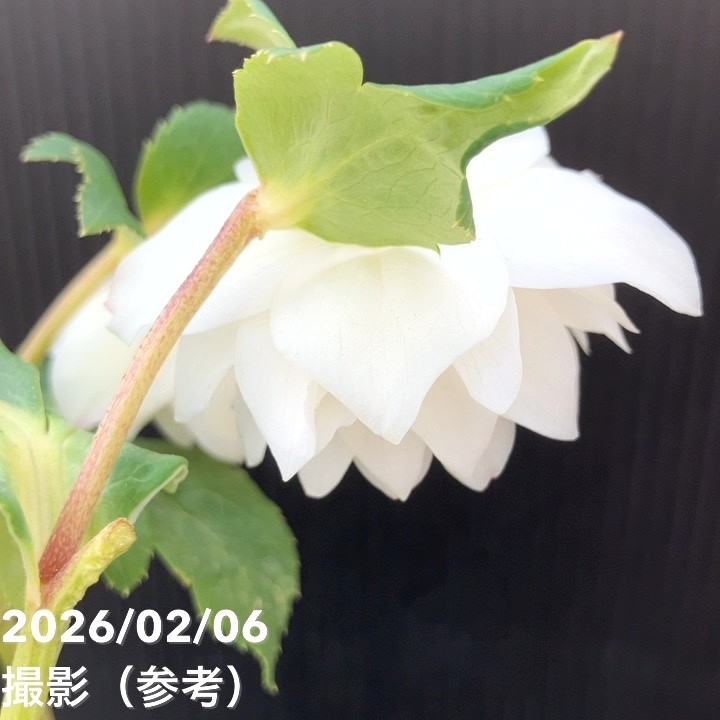 一点物】加藤農園 多弁ゴールドクリスマスローズ アフロディーテ