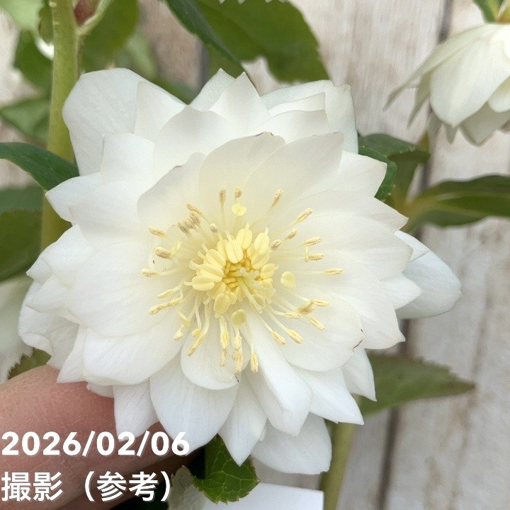 一点物】加藤農園 多弁ゴールドクリスマスローズ アフロディーテ