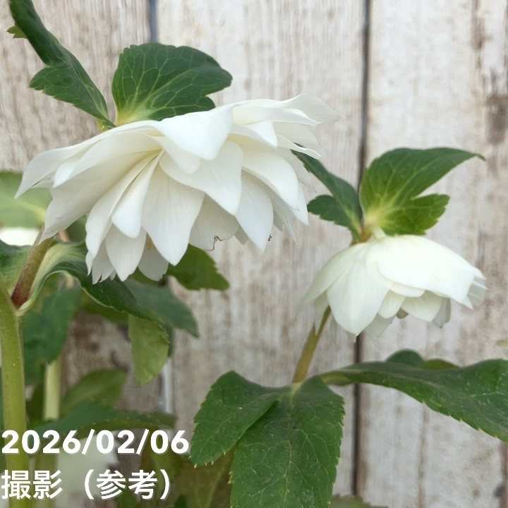 一点物】加藤農園 多弁ゴールドクリスマスローズ アフロディーテ