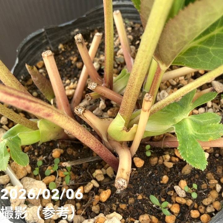 一点物】加藤農園 多弁ゴールドクリスマスローズ アフロディーテ