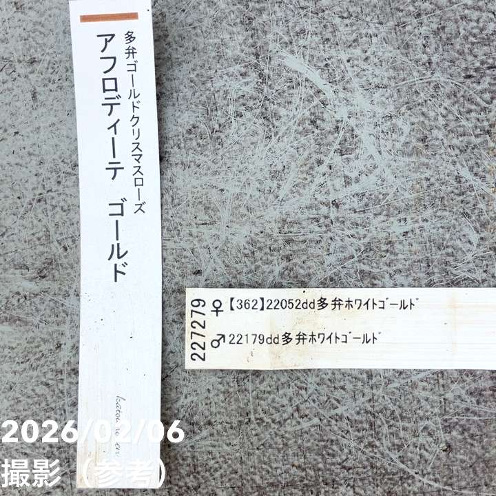 【お買い得一点物咲き進み株】加藤農園 多弁ゴールドクリスマスローズ アフロディーテゴールド 4.5号(KT104)|山野04-PA
