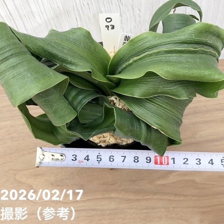 現品お届け】豊明園 万年青 オモト 龍獅子（りゅうじし）錦鉢（O73