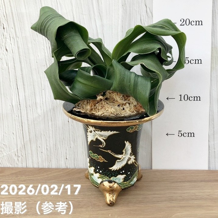 現品お届け】豊明園 万年青 オモト 龍獅子（りゅうじし）錦鉢（O73