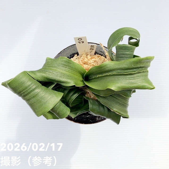 現品お届け】豊明園 万年青 オモト 龍獅子（りゅうじし）錦鉢（O73