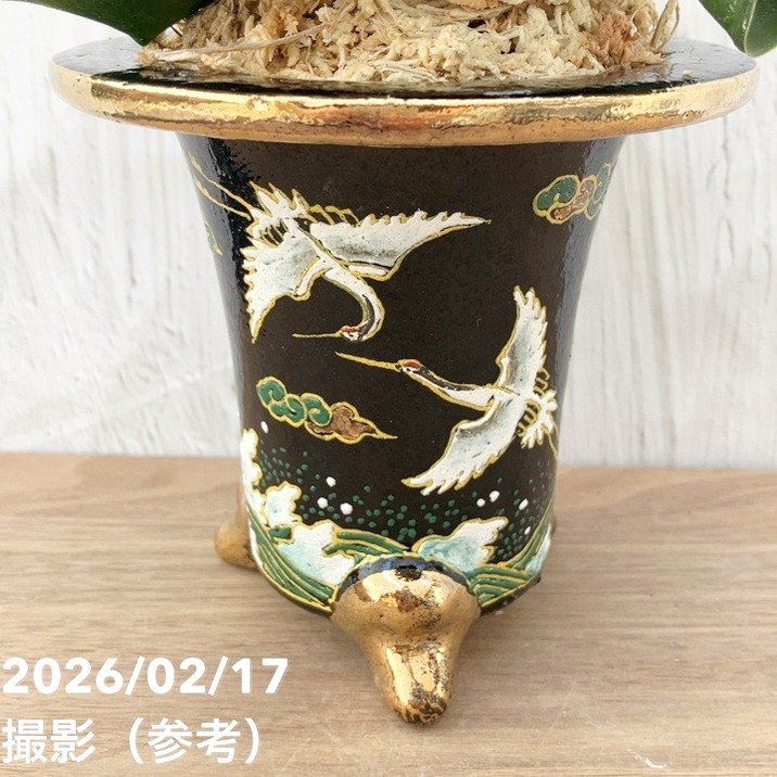 現品お届け】豊明園 万年青 オモト 龍獅子（りゅうじし）錦鉢（O73