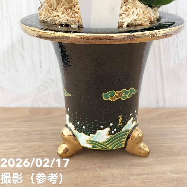 現品お届け】豊明園 万年青 オモト 龍獅子（りゅうじし）錦鉢（O73