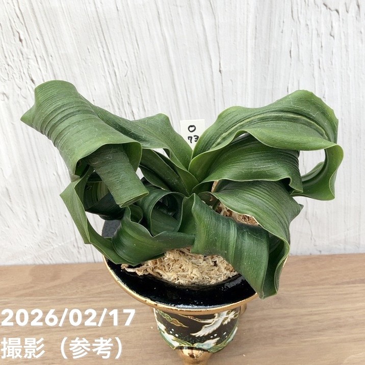 現品お届け】豊明園 万年青 オモト 龍獅子（りゅうじし）錦鉢（O73