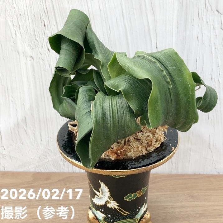 現品お届け】豊明園 万年青 オモト 龍獅子（りゅうじし）錦鉢（O73