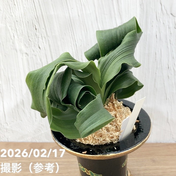 現品お届け】豊明園 万年青 オモト 龍獅子（りゅうじし）錦鉢（O73