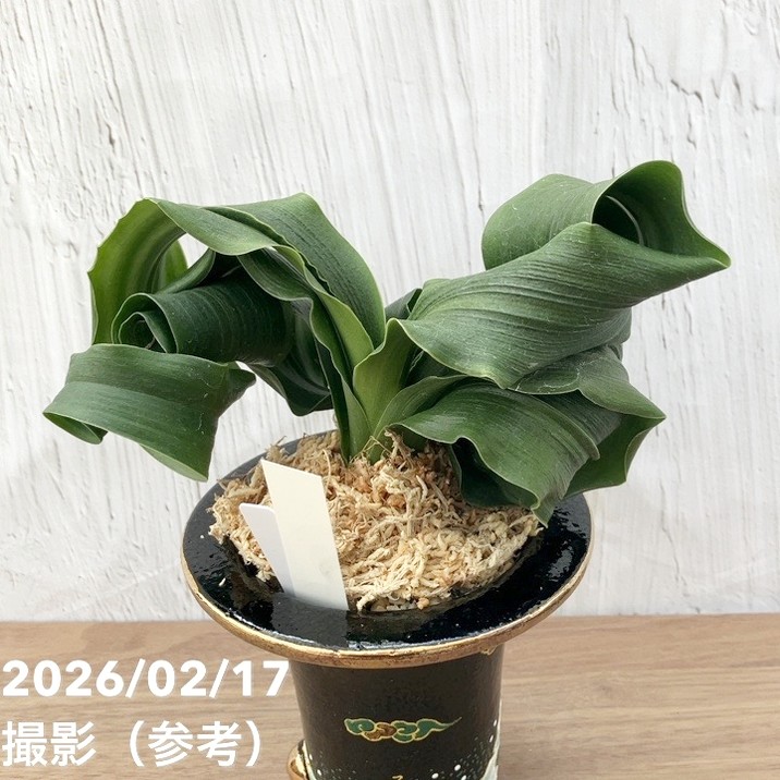 現品お届け】豊明園 万年青 オモト 龍獅子（りゅうじし）錦鉢（O73