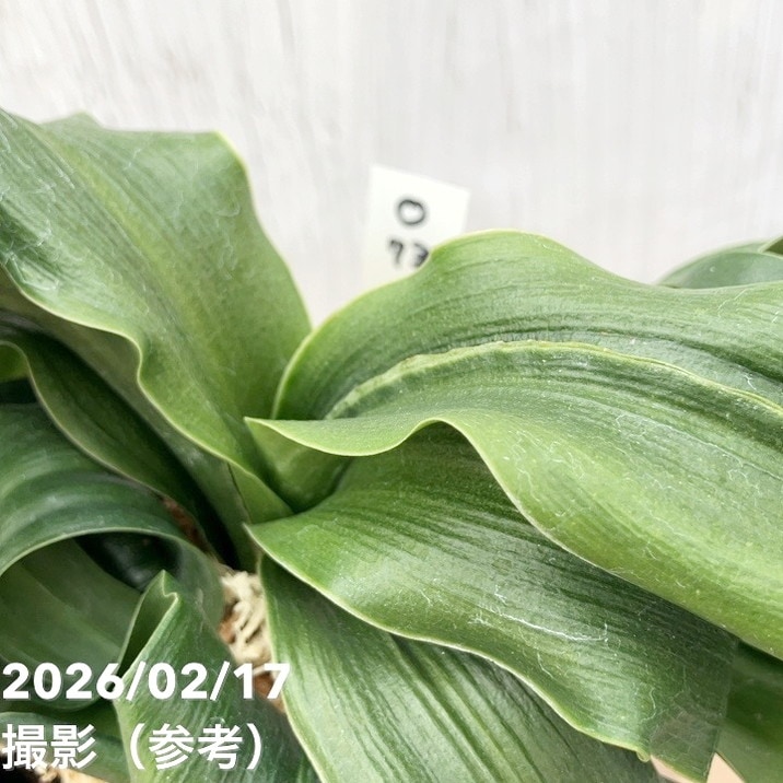 現品お届け】豊明園 万年青 オモト 龍獅子（りゅうじし）錦鉢（O73