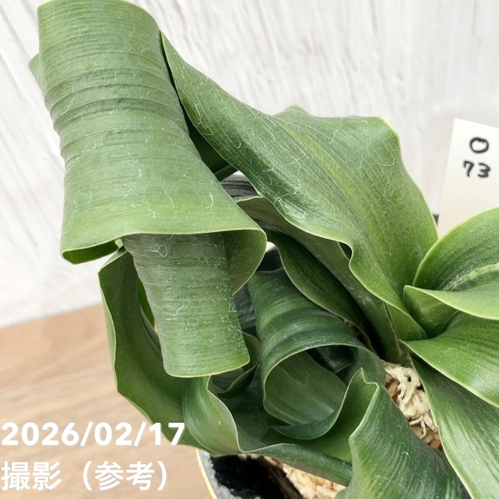 現品お届け】豊明園 万年青 オモト 龍獅子（りゅうじし）錦鉢（O73