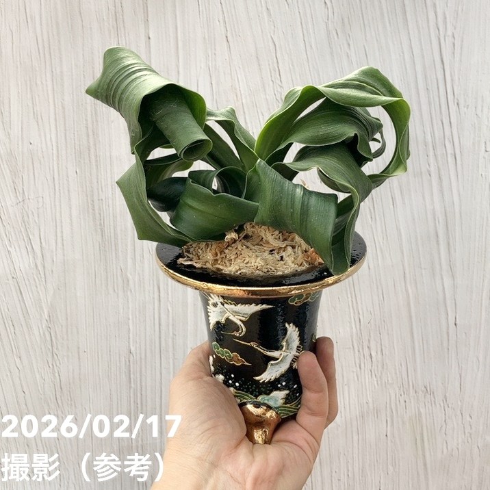 現品お届け】豊明園 万年青 オモト 龍獅子（りゅうじし）錦鉢（O73