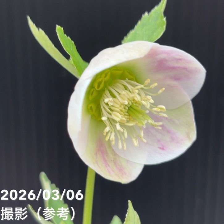 一点物】大和園 クリスマスローズ 4.5号（YA6）｜山野04-PA | 草花