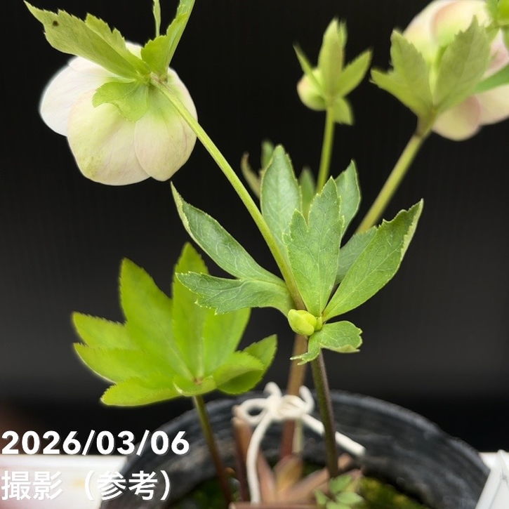 一点物】大和園 クリスマスローズ 4.5号（YA6）｜山野04-PA | 草花