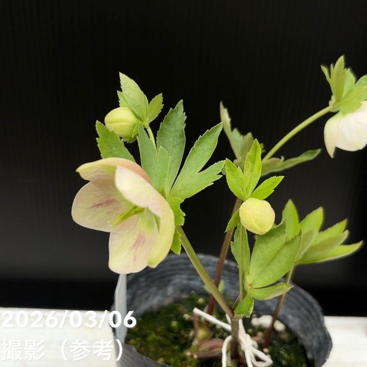 一点物】大和園 クリスマスローズ 4.5号（YA6）｜山野04-PA | 草花