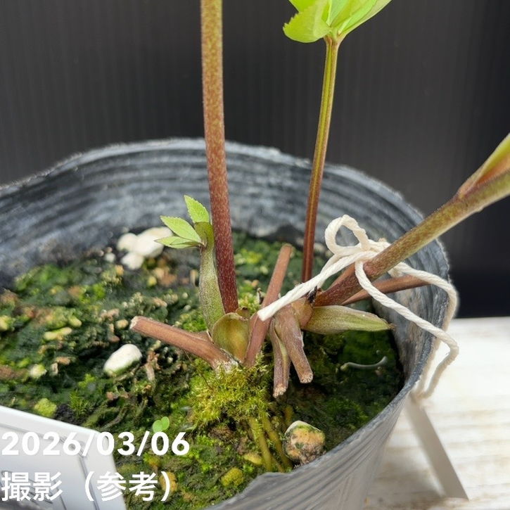 一点物】大和園 クリスマスローズ 4.5号（YA6）｜山野04-PA | 草花